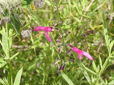 Salvia orbignaei, photographed by Naturalist Tours