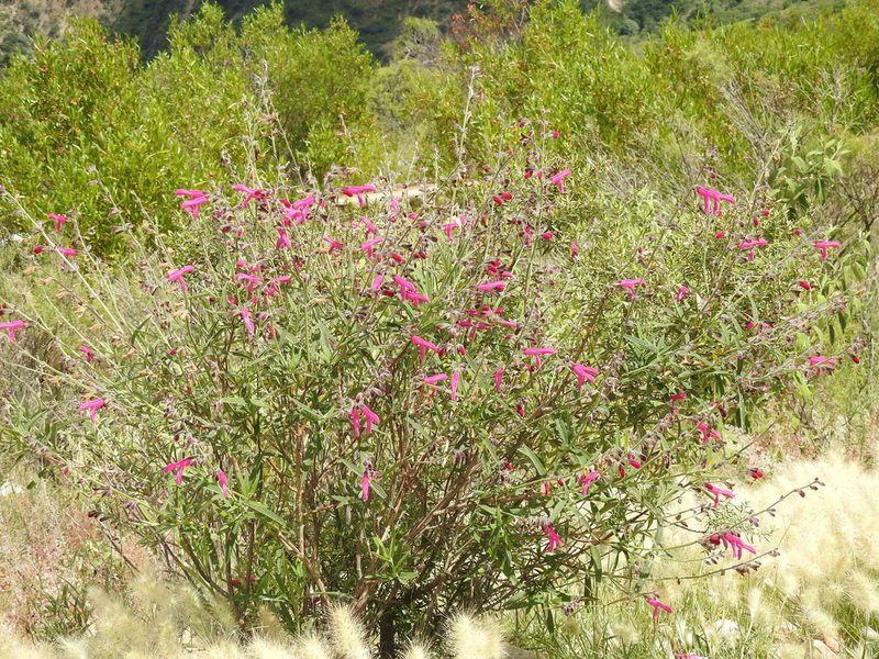 Salvia orbignaei, photographed by Naturalist Tours