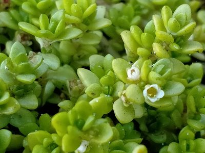 Crassula moschata, photographed by John Barkla