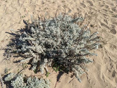 Artemisia pycnocephala, photographed by Zac Peterson
