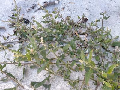 Atriplex prostrata, photographed by John Barkla
