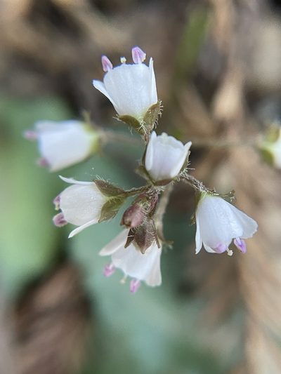 Veronica californica, photographed by Amelia Tauber