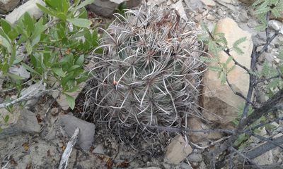 Coryphantha kracikii, photographed by Alejandro Sigala Chávez