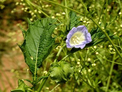 Nicandra physalodes, photographed by Naturalist Tours