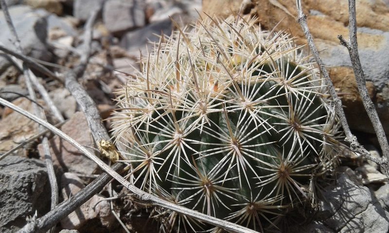 Sclerocactus unguispinus, photographed by Alejandro Sigala Chávez