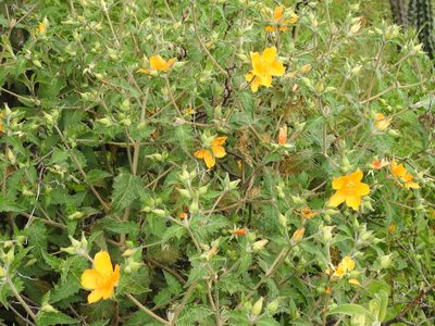 Mentzelia scabra, photographed by Naturalist Tours