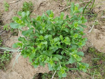 Hazardia squarrosa, photographed by Amy