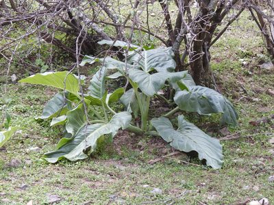 Synandrospadix vermitoxicus, photographed by Naturalist Tours