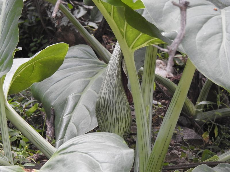 Synandrospadix vermitoxicus, photographed by Naturalist Tours