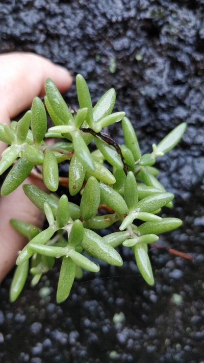 Sedum fusiforme, photographed by Vítor Jorge