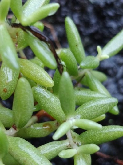 Sedum fusiforme, photographed by Vítor Jorge