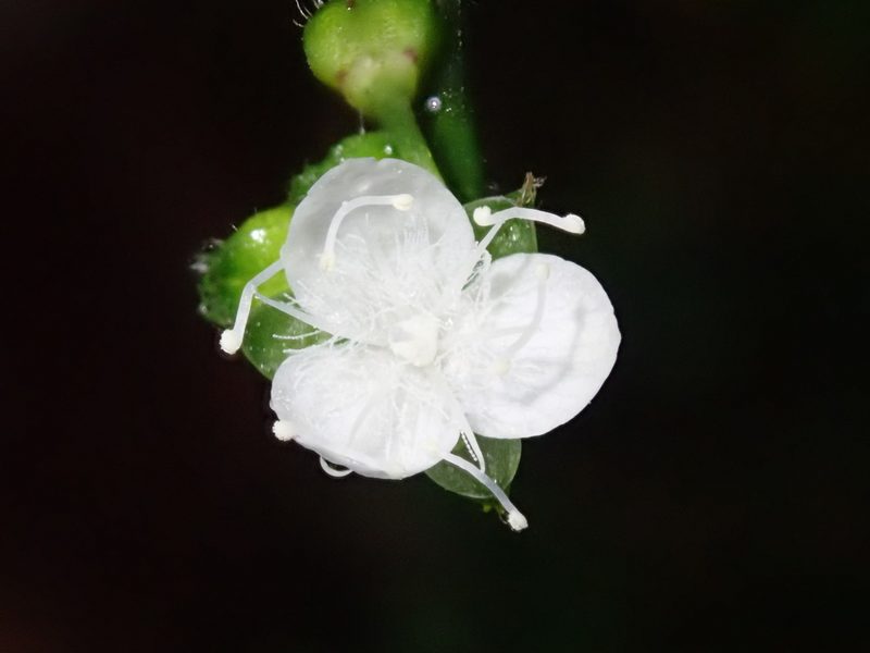 Callisia gracilis, photographed by Nolan Exe