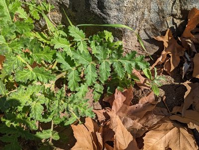 Phacelia ramosissima, photographed by Tom and T Herman