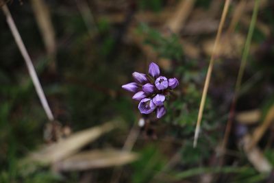 Gentianella corymbosa, photographed by Andrés Ramírez-Barrera
