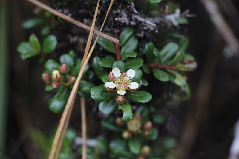 Hesperomeles obtusifolia, photographed by Andrés Ramírez-Barrera