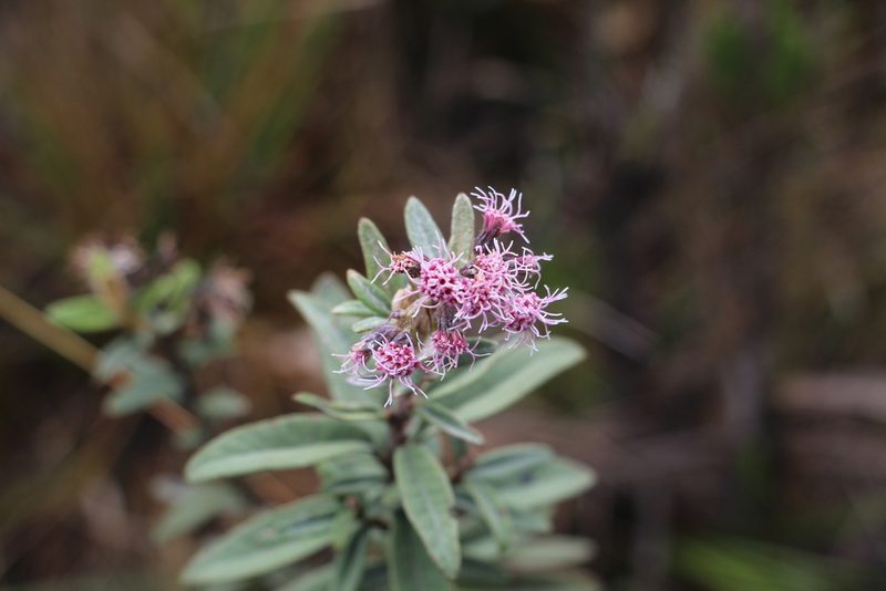 Ageratina gynoxoides, photographed by Andrés Ramírez-Barrera