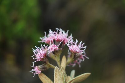 Ageratina gynoxoides, photographed by Andrés Ramírez-Barrera