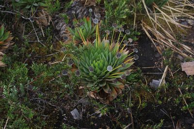 Paepalanthus alpinus, photographed by Andrés Ramírez-Barrera