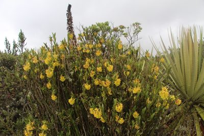 Epidendrum zipaquiranum, photographed by Andrés Ramírez-Barrera