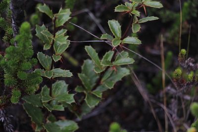 Berberis goudotii, photographed by Andrés Ramírez-Barrera