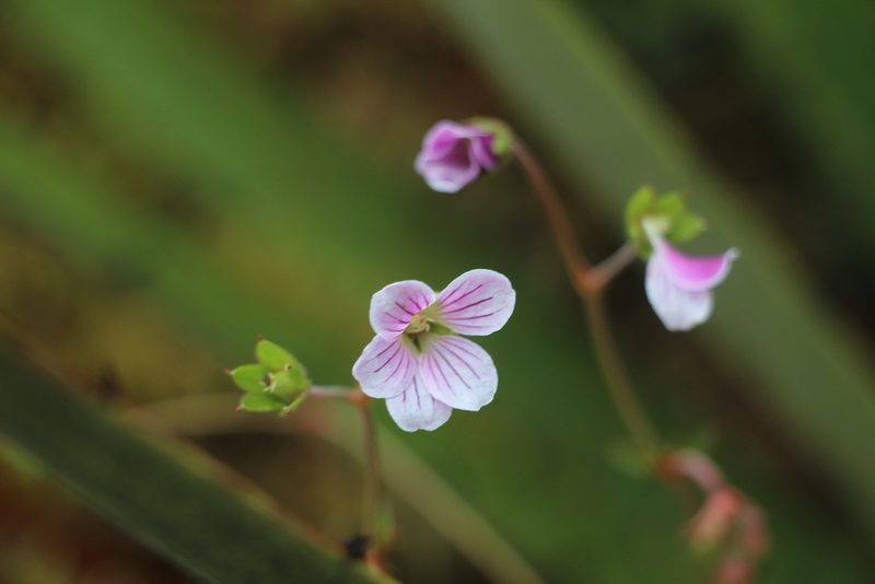 Geranium lainzii, photographed by Andrés Ramírez-Barrera