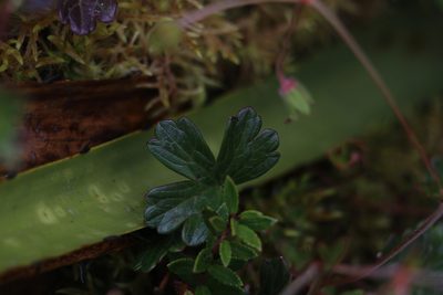 Geranium lainzii, photographed by Andrés Ramírez-Barrera