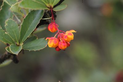 Berberis goudotii, photographed by Andrés Ramírez-Barrera