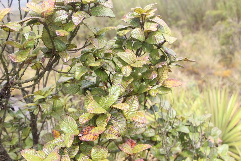 Weinmannia rollottii, photographed by Andrés Ramírez-Barrera