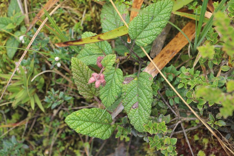 Rubus acanthophyllos, photographed by Andrés Ramírez-Barrera