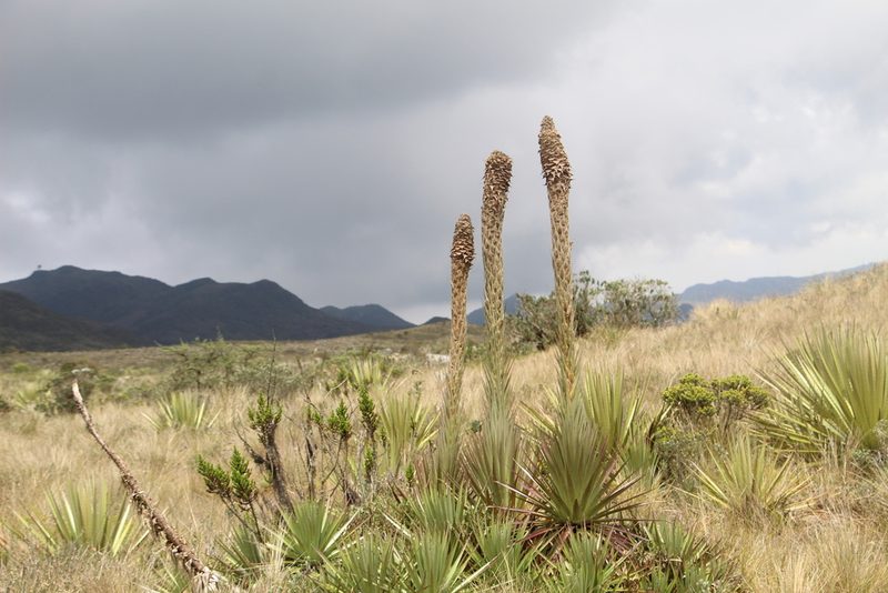 Puya santosii, photographed by Andrés Ramírez-Barrera