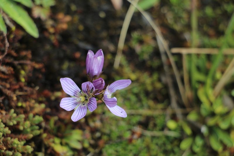 Gentianella corymbosa, photographed by Andrés Ramírez-Barrera