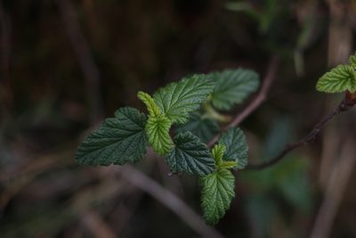 Ribes andicola, photographed by Andrés Ramírez-Barrera