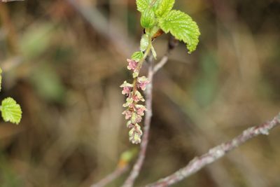 Ribes andicola, photographed by Andrés Ramírez-Barrera