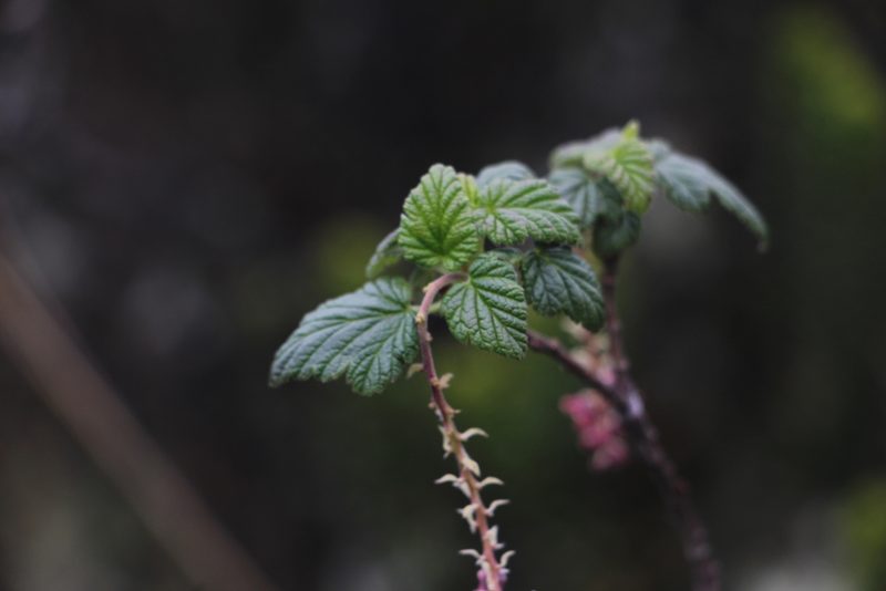 Ribes andicola, photographed by Andrés Ramírez-Barrera