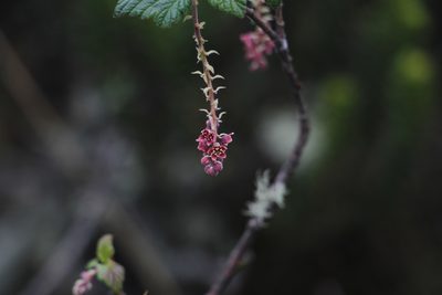 Ribes andicola, photographed by Andrés Ramírez-Barrera