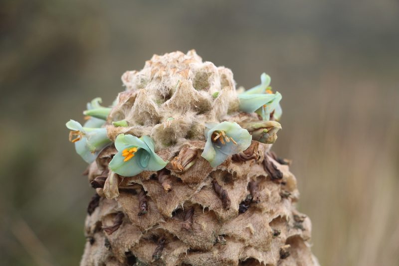 Puya trianae, photographed by Andrés Ramírez-Barrera