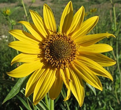 Helianthus nuttallii, photographed by Wendy McCrady