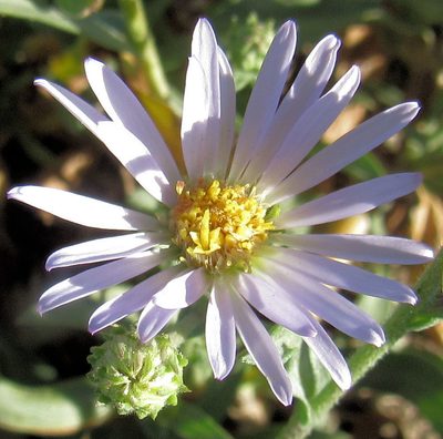 Symphyotrichum ascendens, photographed by Wendy McCrady
