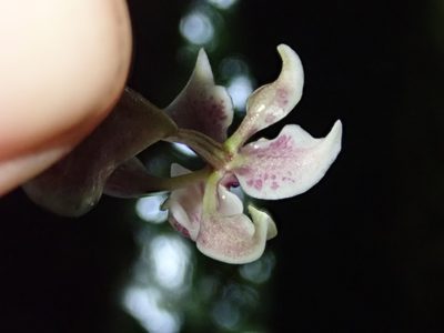 Cyrtochilum midas, photographed by Nolan Exe