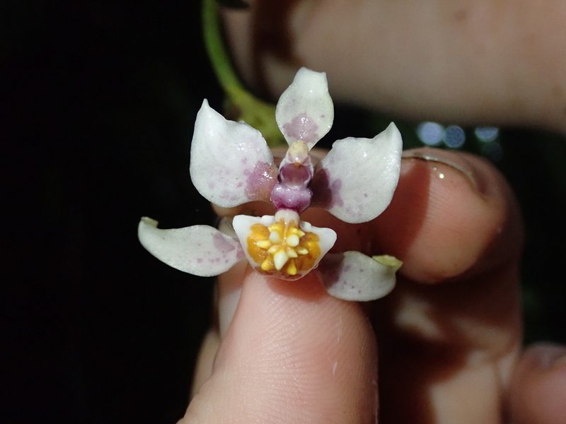 Cyrtochilum midas, photographed by Nolan Exe