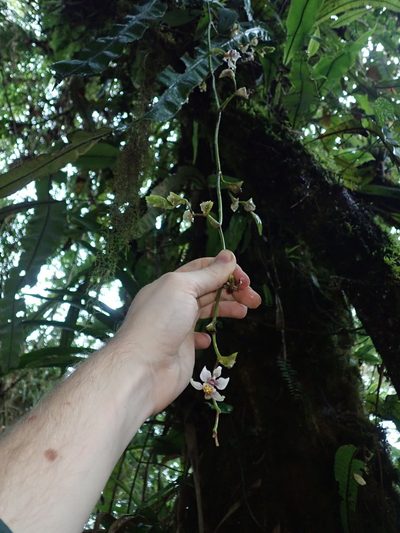 Cyrtochilum midas, photographed by Nolan Exe