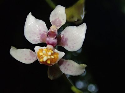 Cyrtochilum midas, photographed by Nolan Exe