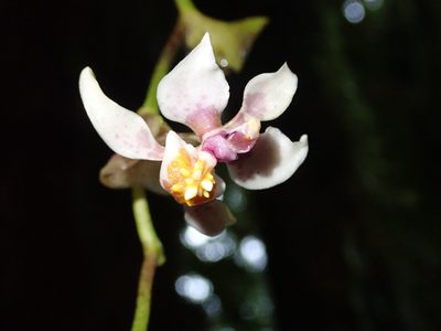 Cyrtochilum midas, photographed by Nolan Exe