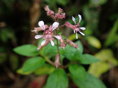 Cuphea racemosa, photographed by Nolan Exe