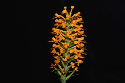 Platanthera cristata, photographed by Brian Finzel