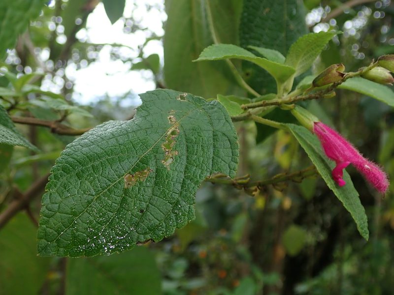 Salvia tortuosa, photographed by Nolan Exe