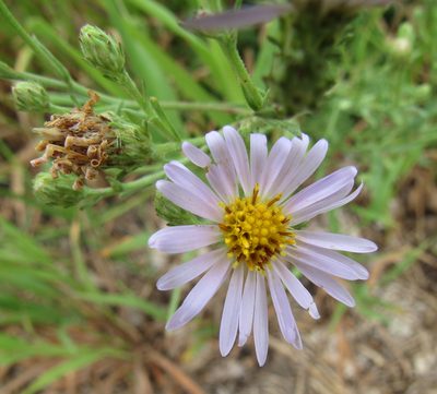Symphyotrichum ascendens, photographed by Wendy McCrady