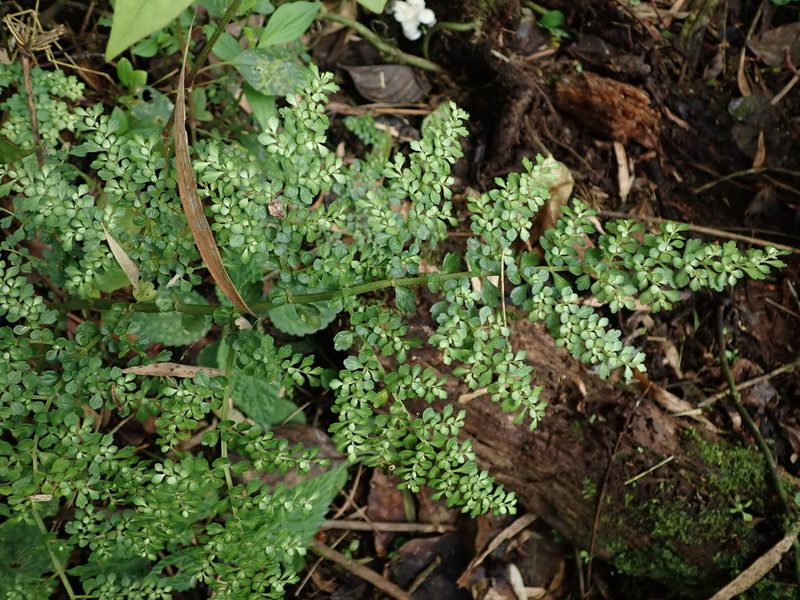 Pilea myriophylla, photographed by Nolan Exe