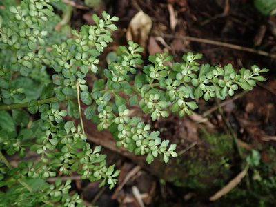 Pilea myriophylla, photographed by Nolan Exe