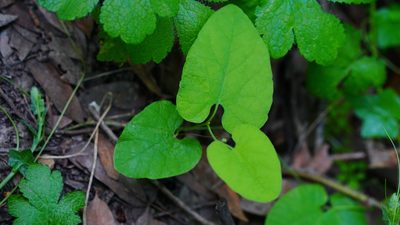 Aristolochia californica, photographed by Michael Warner